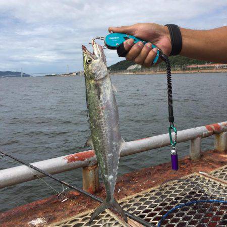 今日は家族でエギング
